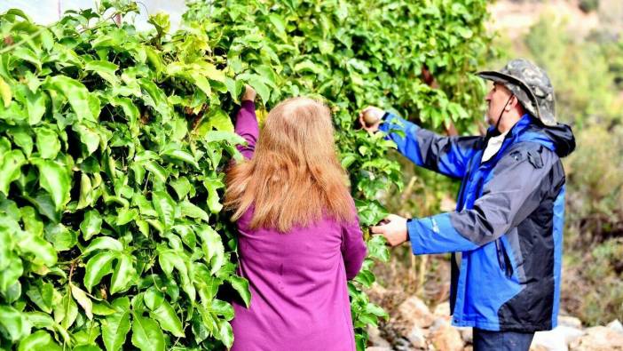Mersin Anamur'da passiflora hasadı başladı