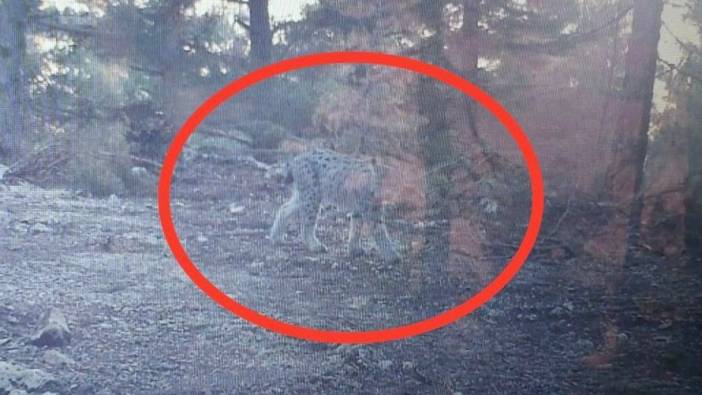 Mersin Bozyazı'da fotokapanla vaşak görüntülendi