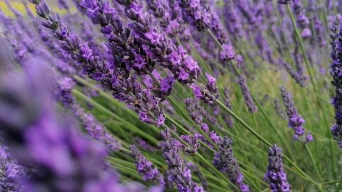 Antidepresan bitkilere dikkat! Doktor kontrolünde kullanılmalı