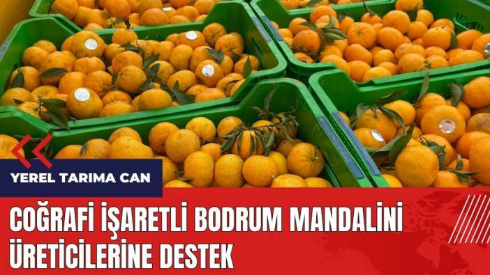 Coğrafi işaretli Bodrum Mandalini üreticilerine destek