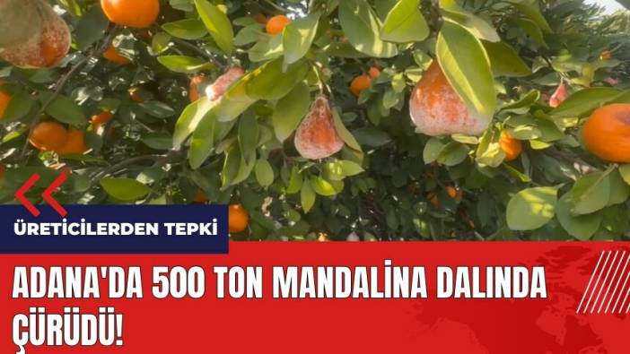 Adana'da 500 ton mandalina dalında çürüdü