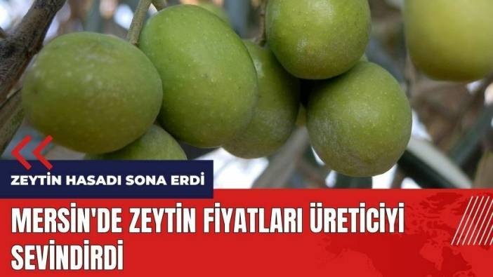 Zeytin hasadı bitti! Mersin'de zeytin fiyatları üreticiyi sevindirdi