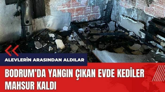 Bodrum'da yangın çıkan evde kediler mahsur kaldı