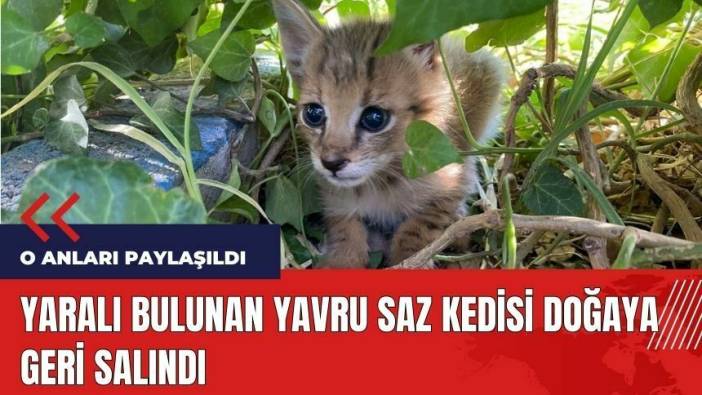 Yaralı bulunan yavru saz kedisi doğaya geri salındı