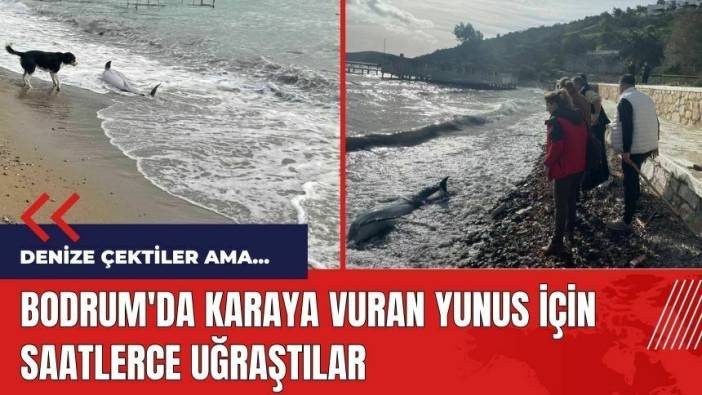 Bodrum'da karaya vuran yunus için seferber oldular