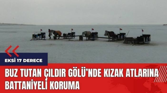 Buz tutan Çıldır Gölü'nde kızak atlarına battaniyeli koruma