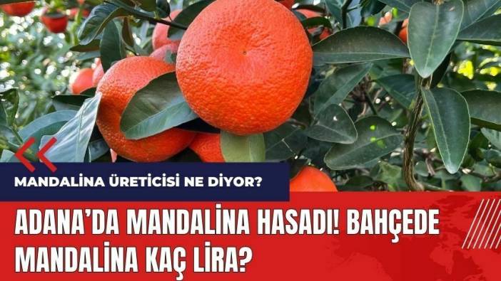 Adana'da mandalina hasadı! Bahçede mandalina kaç lira?