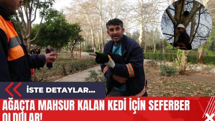 Ağaçta Mahsur Kalan Kedi İçin Seferber Oldular!