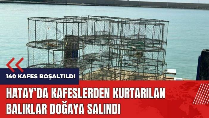 Hatay'da kafeslerden kurtarılan balıklar doğaya salındı