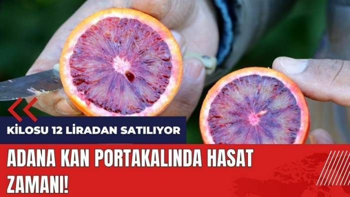 Adana kan portakalında hasat zamanı! Kilosu 12 liradan satılıyor