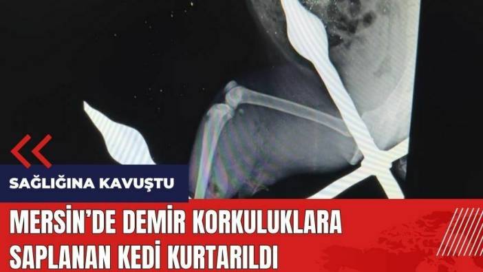 Mersin'de demir korkuluklara saplanan kedi kurtarıldı