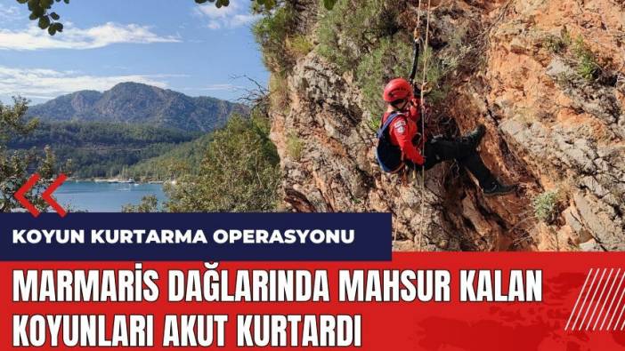 Marmaris dağlarında mahsur kalan koyunları AKUT kurtardı