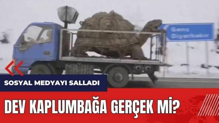 Dev kaplumbağa gerçek mi? Sosyal medyayı salladı