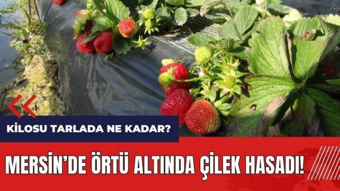 Mersin'de örtü altında çilek hasadı! Çileğin kilosu tarlada ne kadar?