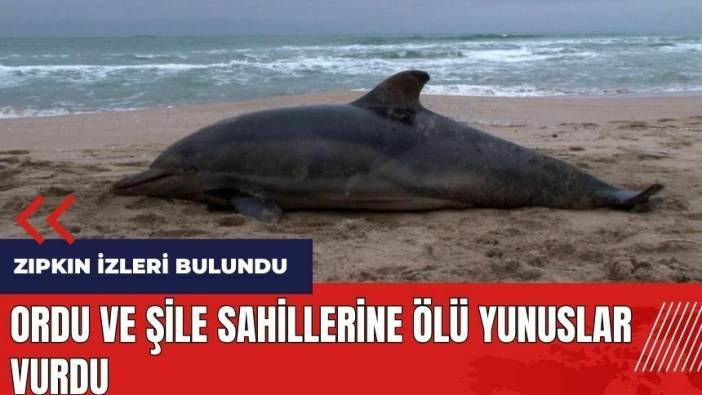 Ordu ve Şile sahillerine ölü yunuslar vurdu