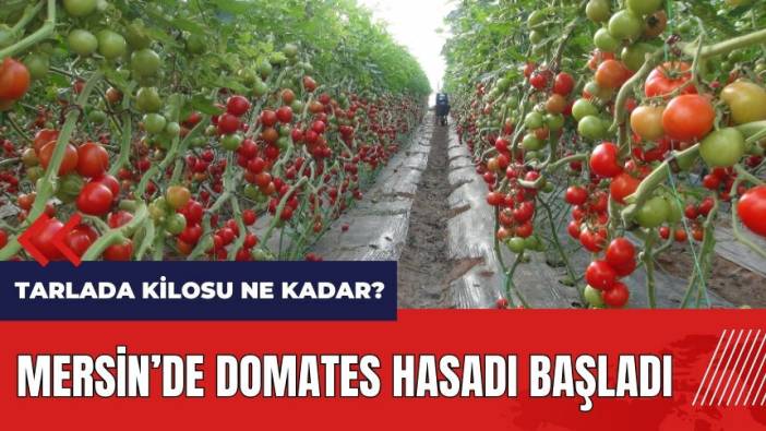 Mersin'de örtü altı domates hasadı başladı! Tarlada kilosu ne kadar?