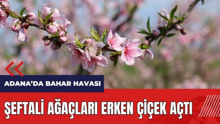 Adana'da şeftali ağaçları erken çiçek açtı