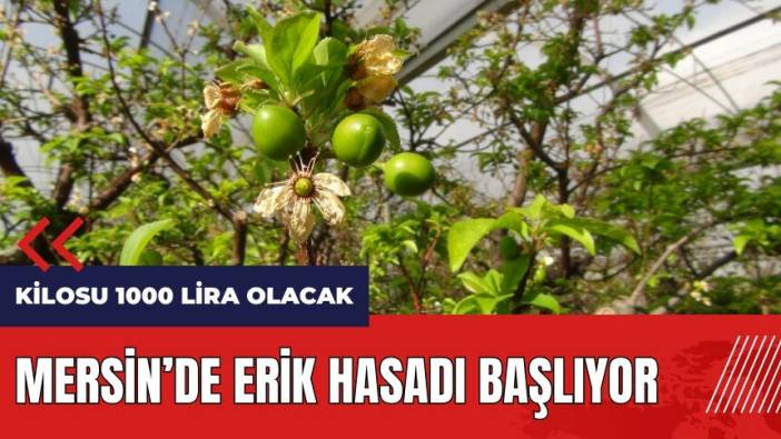 Mersin'de erik hasadı başlıyor! Eriğin kilosu 1000 lira olacak