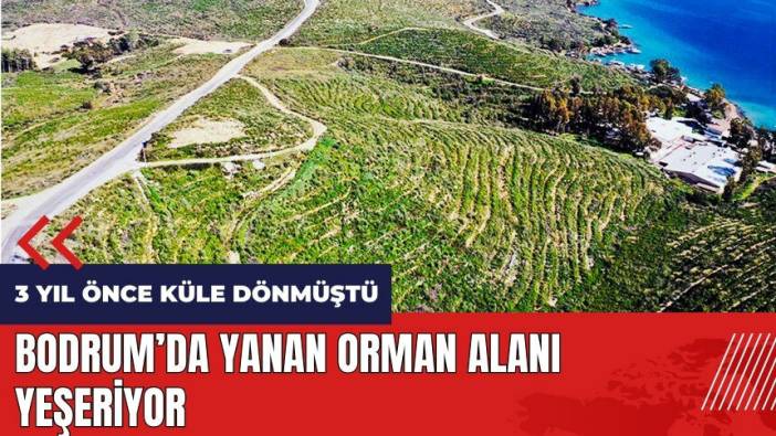 Bodrum'da yanan orman alanı yeşeriyor