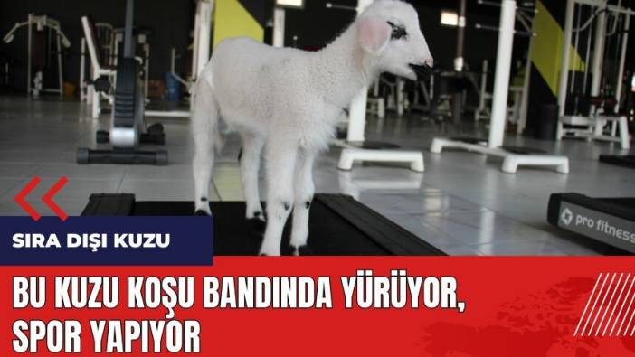 Bu kuzu koşu bandında yürüyor spor yapıyor