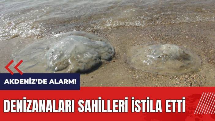 Akdeniz'de alarm! Denizanaları sahilleri istila etti