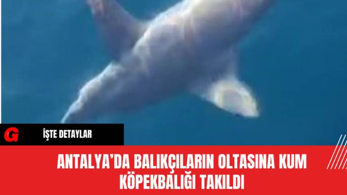 Antalya’da Balıkçıların Oltasına Kum Köpekbalığı Takıldı