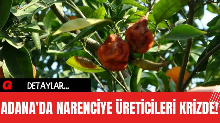 Adana'da Narenciye Üreticileri Krizde!