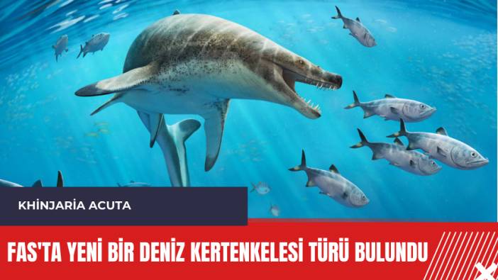 Fas'ta yeni bir Deniz Kertenkelesi türü bulundu: Khinjaria Acuta