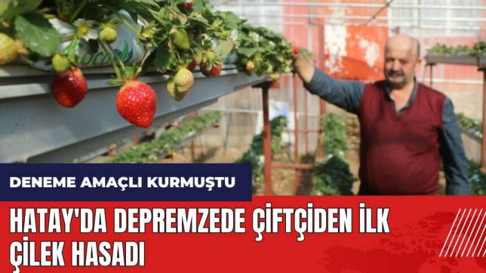 Hatay'da depremzede çiftçiden ilk çilek hasadı