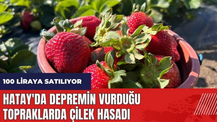 Hatay'da depremin vurduğu topraklarda çilek hasadı! 100 liraya satılıyor