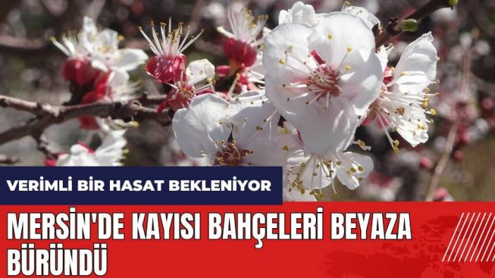 Mersin'de kayısı bahçeleri beyaza büründü