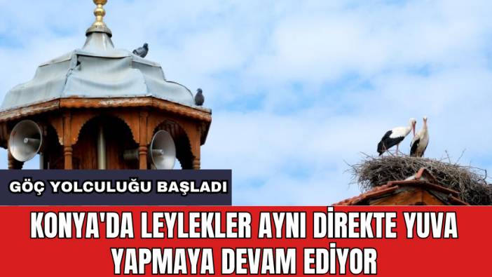 Konya'da leylekler aynı direkte yuva yapmaya devam ediyor