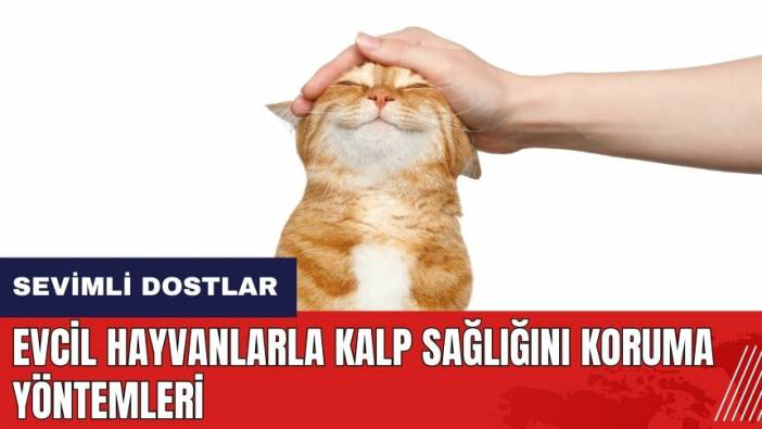 Sevimli dostlar kalbinizin de dostu! Evcil hayvanlarla kalp sağlığını koruma yöntemleri