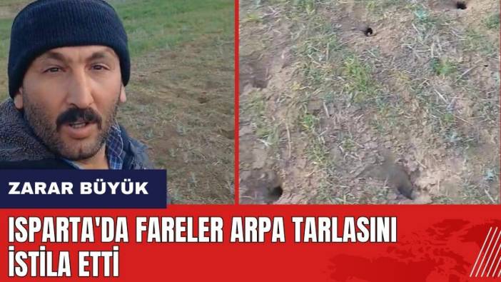 Isparta'da fareler arpa tarlasını istila etti!