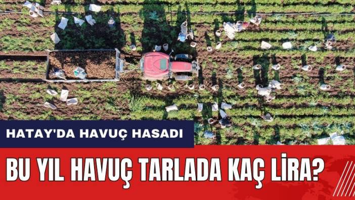 Hatay'da havuç hasadı! Havuç tarlada kaç lira?