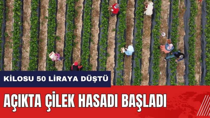 Mersin'de açıkta çilek hasadı başladı! Kilosu 50 liraya düştü