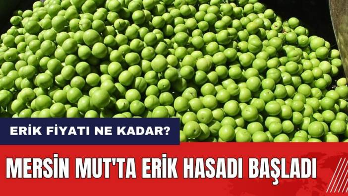 Mersin Mut'ta erik hasadı başladı! 2024'te erik fiyatı ne kadar?