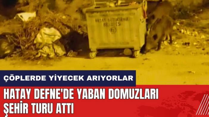 Hatay Defne'de yaban domuzları şehir turu attı