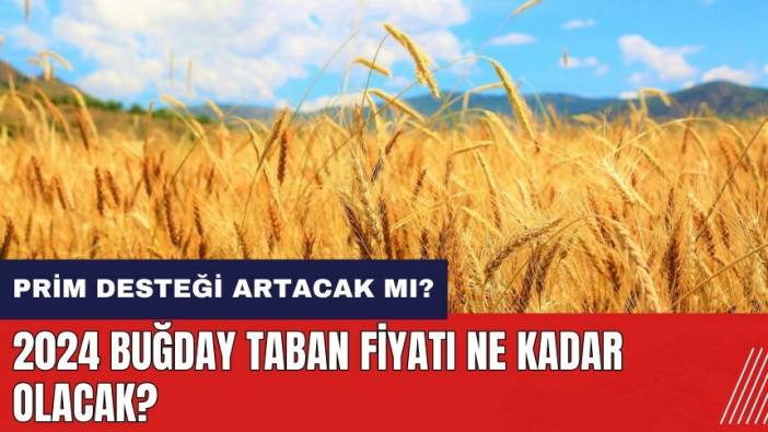 2024 buğday taban fiyatı ne kadar olacak? Çiftçilere prim desteği artacak mı?