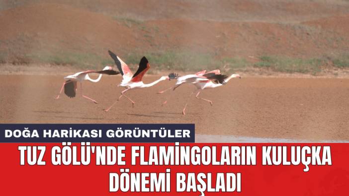 Tuz Gölü'nde flamingoların kuluçka dönemi başladı