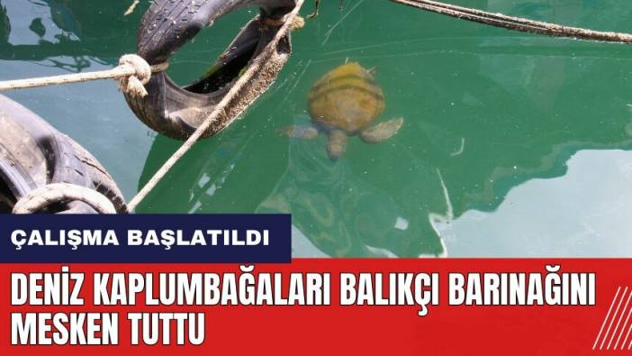 Mersin'de deniz kaplumbağaları balıkçı barınağını mesken tuttu