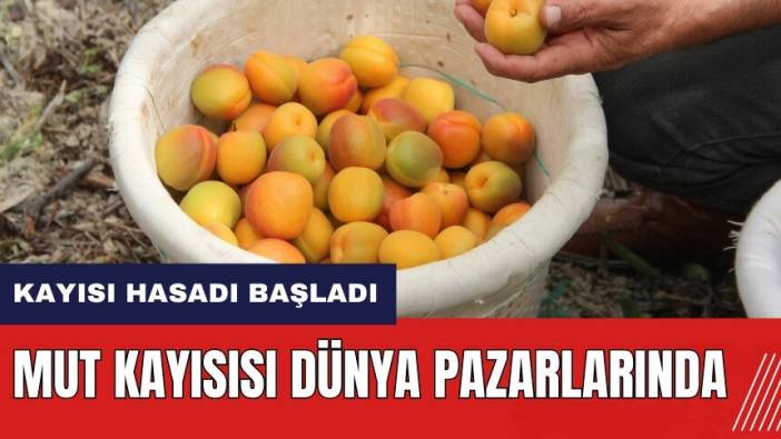 Mersin'de kayısı hasadı başladı! Mut Kayısısı Dünya pazarlarında