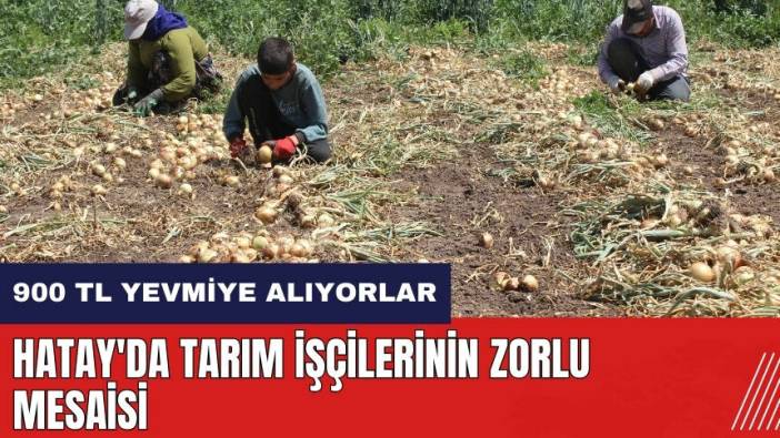 Hatay'da tarım işçilerinin zorlu mesaisi!