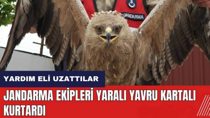 Hatay'da Jandarma ekipleri yaralı yavru kartalı kurtardı
