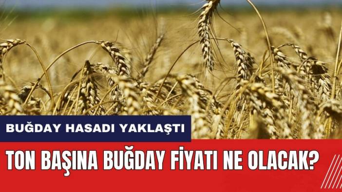 Buğday hasadı yaklaştı! Ton başına buğday fiyatı ne olacak?