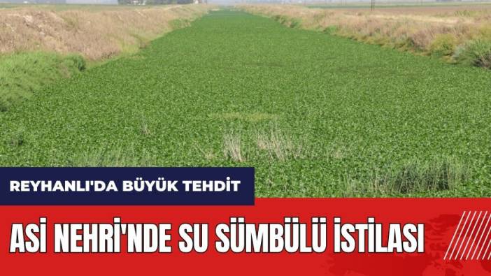Hatay Reyhanlı'da büyük tehdit: Asi Nehri'nde su sümbülü istilası