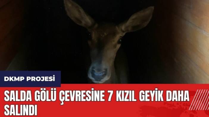 Burdur'da Salda Gölü çevresine 7 Kızıl Geyik daha salındı