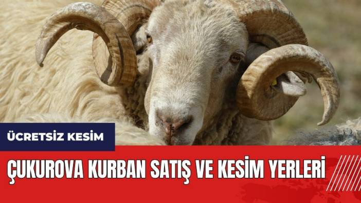 Çukurova kurban satış ve kesim yerleri! Kesim ücretsiz olacak