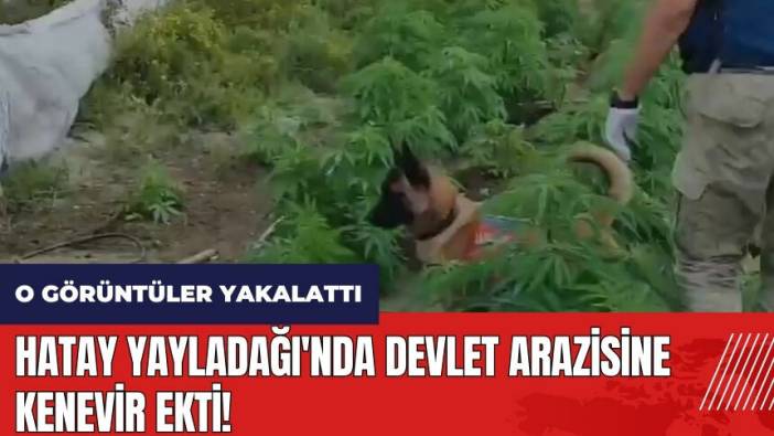Hatay Yayladağı'nda devlet arazisine kenevir ekti! O görüntüler yakalattı