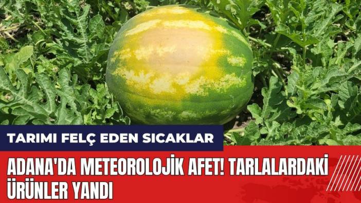 Adana'da meteorolojik afet! Tarlalardaki ürünler yandı